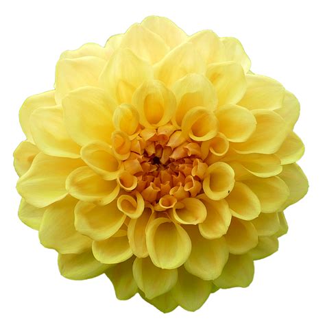 Dahlia Flower Yellow Free Photo On Pixabay Pixabay