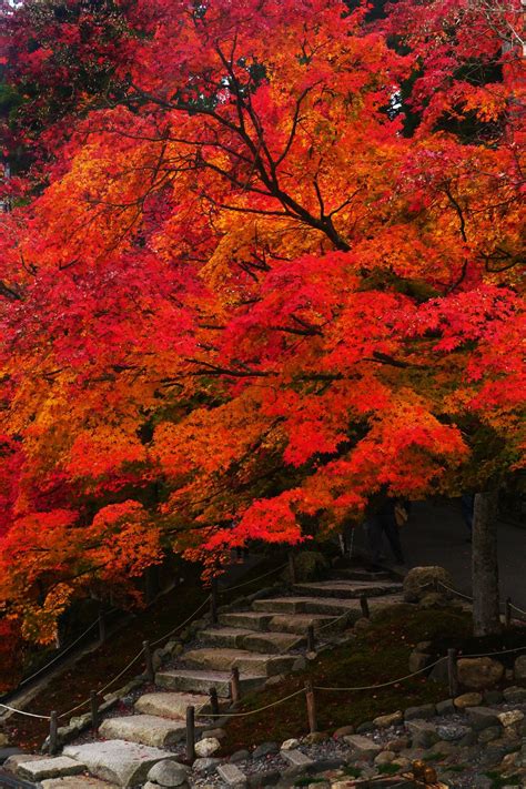 Autumn leaves - null | Autumn leaves, Autumn trees, Beautiful autumn scenery