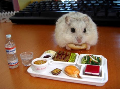 look at these hamsters eating tiny foods