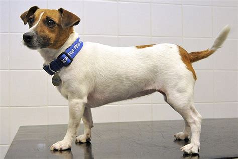 Ruby The Jack Russell Sheds Third Of Her Bodyweight To Be Named Pet