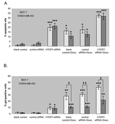 Effect Of Htert Sirna Combined With Doxorubicin On Apoptosis And