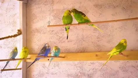 Do Budgies Poop Everywhere How To Stop Them