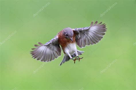 Bluebird In Flight — Stock Photo © Stevebyland 7916648