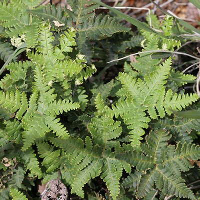 Arizona's official state flower, the saguaro cactus flower (carnegiea gigantea), is one of the most unique state flowers in the united states. Notholaena standleyi - Star Cloak Fern, Standley's Cloak ...