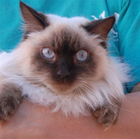 30 HQ Pictures Himalayan Cat Adoption Brooklyn / Siamese Rescue Cat for Adoption in Brooklyn ...