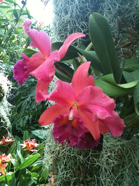 Orchids Orchids Tropical Garden Flowers