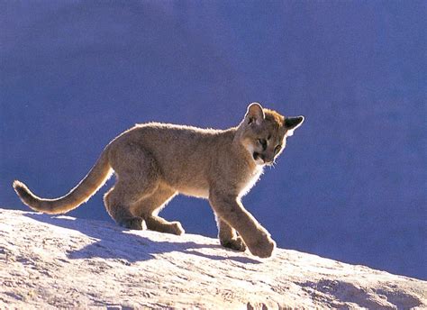 The Animal Photo Archive : Cougar-cub
