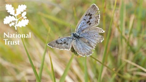 Large Blue Butterfly Returns To Rodborough Common After