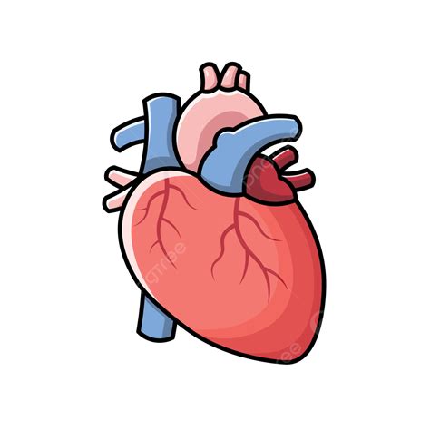 Corazón órgano Humano Vector Con Contorno Png Dibujos Corazón Organo