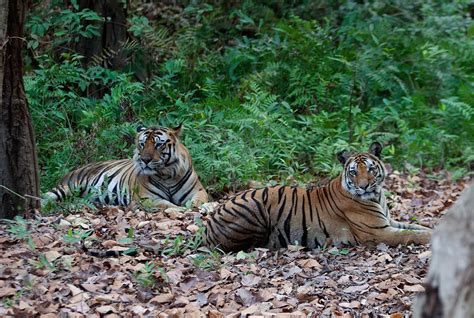 The Iconic Tigers Of India Nature InFocus