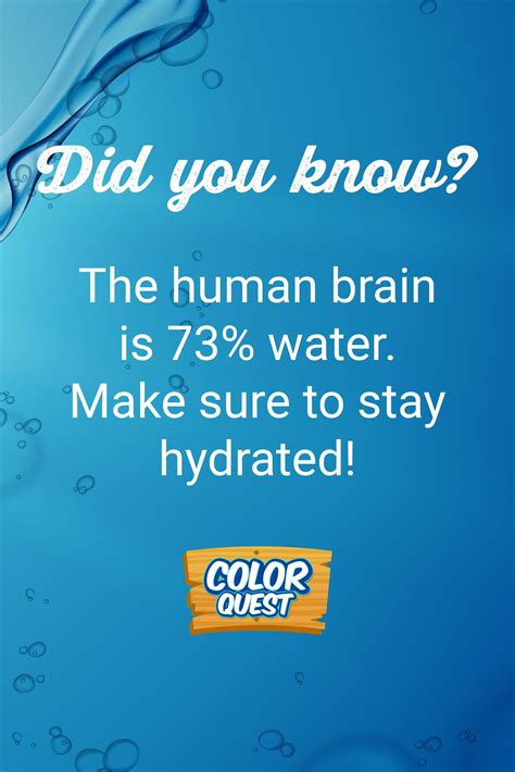 The Human Brain Is Made Up Of About 73 Water💦 Make Sure You Stay