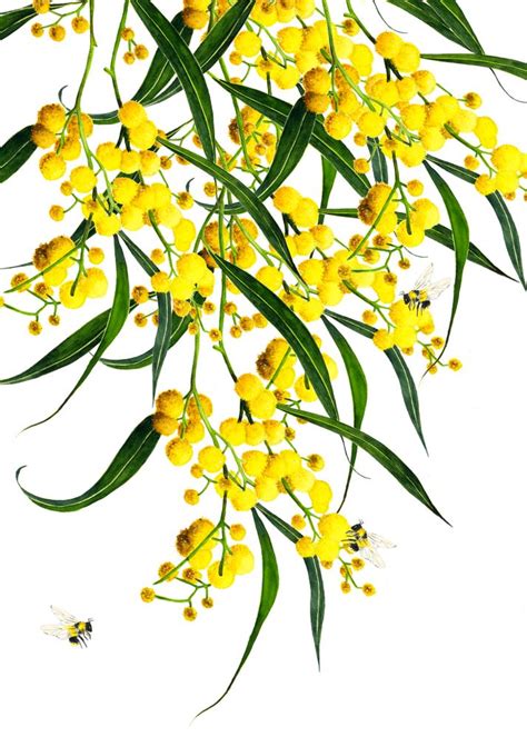 The Golden Wattle Vol2 Framed Art Print By Made On Sundays Vector