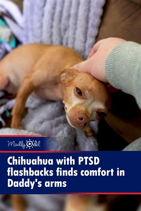 Chihuahua With PTSD Flashbacks Finds Comfort In Daddys Arms Madly Odd