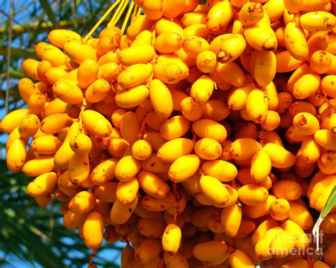 Palm Tree Fruit 2 Photograph By Nancy L Marshall