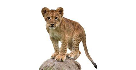 Lion Cub Png Image File Png All Png All