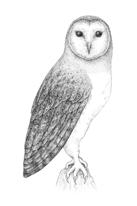 How To Draw An Owl With Pen And Ink