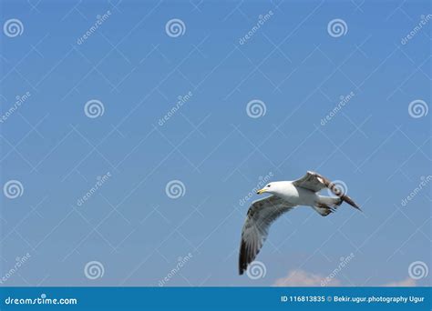 Seagull Over Sea And Blue Sky Stock Image Image Of Post Outdoors