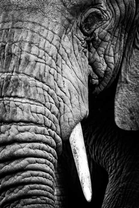 Does My Trunk Look Big In This Etsy Elephant Photography