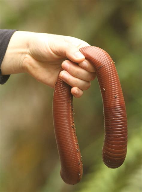 Massive Australian Earthworm Can Grow Up To 9 Feet Long 7 Pictures
