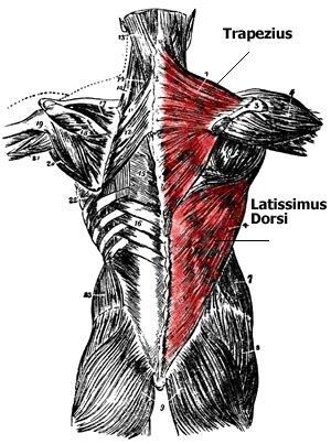 Short of a great deal of descriptive text, the easiest way to answer this is with. Anatomy of the Back Muscles - Lats, Teres Major, Teres Minor, Trapezius, Rhomboids, Erector Spinae