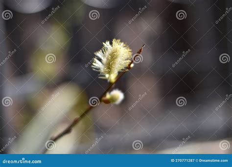 Blooming Willows Salix Caprea Stock Image Image Of Naturally