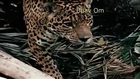 Giant Anaconda Snake Vs Jaguar Vs Lion Python Vs Lion Real Fight Most