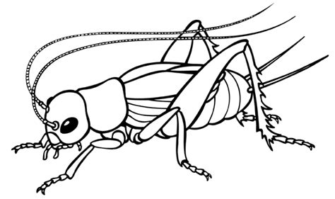 Cricket Clipart Black And White Clipart Station