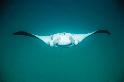 When Is The Best Time To Swim With Manta Rays In Western Australia