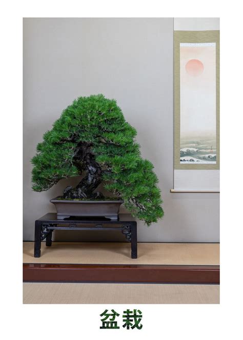 100 Year Old Bonsai Tree