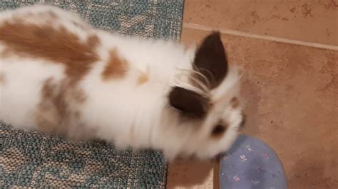 Bunny Butt Friday Youtube