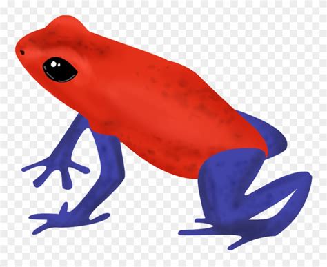Poison Dart Frog Clipart Urusan