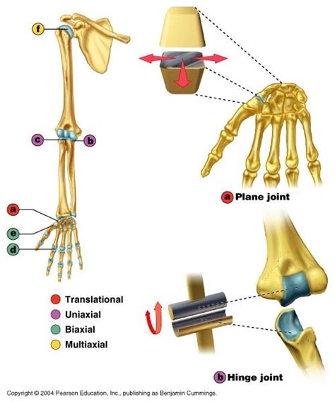 15 Best Ligament Tendon Joints Images On Pinterest Anatomy