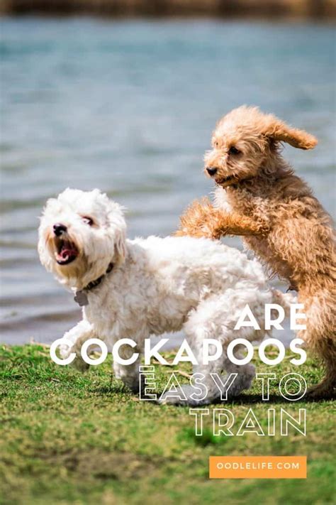 Are Cockapoos Easy To Train Tips For Fast Cockapoo House Training