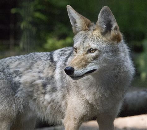 Alaska Zoo Coyote Alaska Zoo Coyote C Watts Flickr