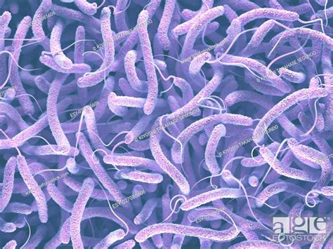 Vibrio Cholerae Gram Negative Bacteria 3d Illustration Of Bacteria