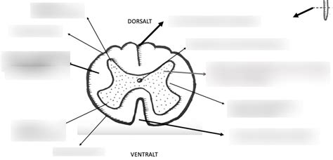 Medulla Spinalis Diagram Quizlet