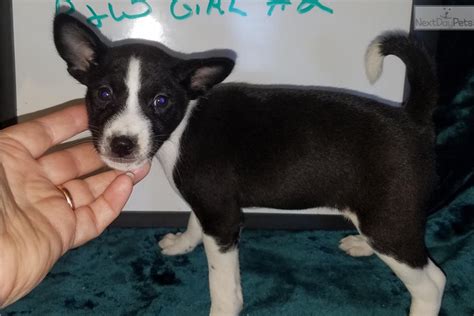 Kira Basenji Puppy For Sale Near Fort Smith Arkansas 08a9a15f 2871