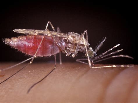 What If A Drug Could Make Your Blood Deadly To Mosquitoes Wbur News
