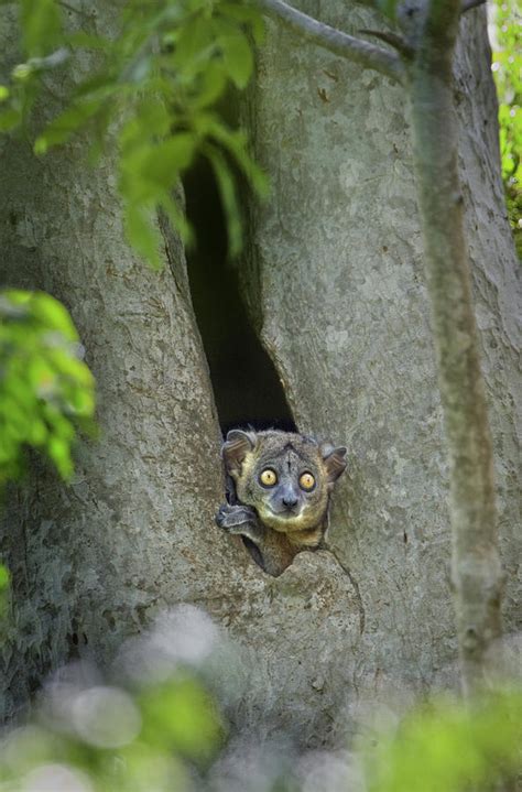White Footed Sportive Lemur Lepilemur Photograph By Animal Images Pixels