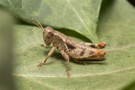 Acrididae