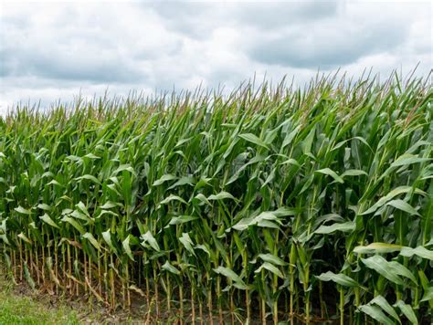 Edge Of Cornfield With Corn Stalks Leaves And Tassels Waving In