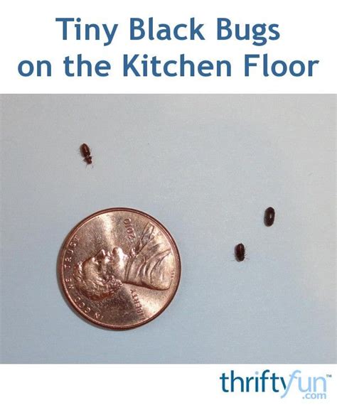 Awasome Small Brown Bugs In Kitchen References Octopussgardencafe