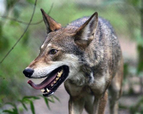 Red Wolf Canis Rufus Natureworks
