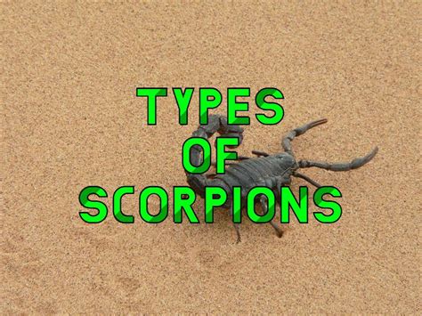 27 Types Of Scorpions Pictures And Identification