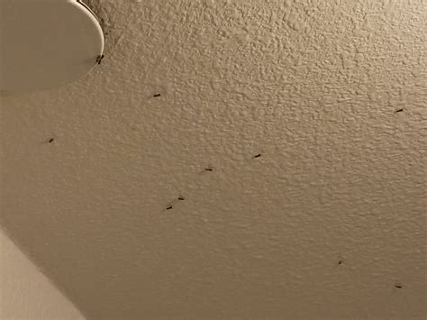 Tiny Bathroom Bugs That Jump F