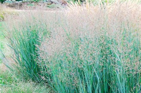 Calamagrostis X Acutiflora ‘eldorado Ornamental Grasses