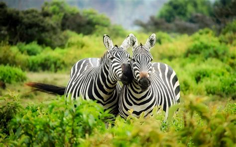 Download Wallpapers Zebra Wildlife Africa Kenya Safari Green Trees