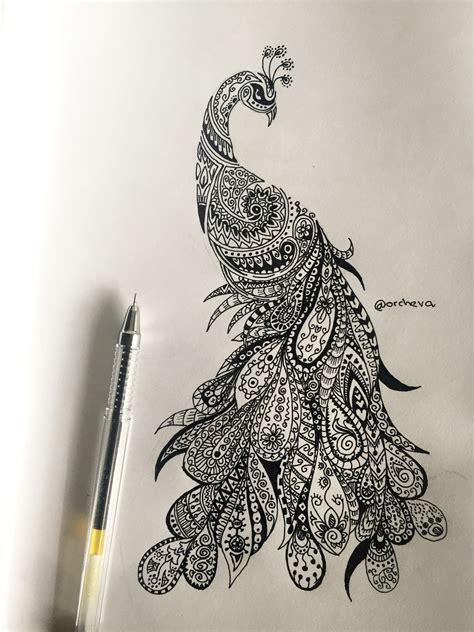√ Peacock Sketches