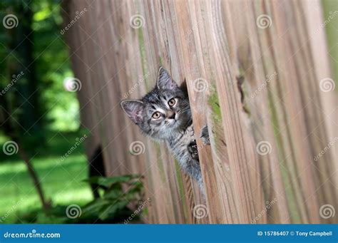 Cute Tabby Kitten Peeking Through A Fence Stock Image Image Of