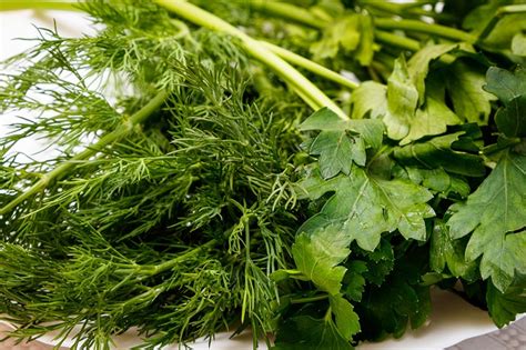 What Are The Health Benefits Of Dill Sowa Logintohealth